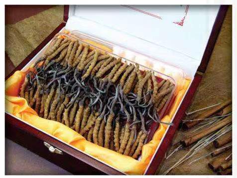 东澳镇冬虫夏草回收